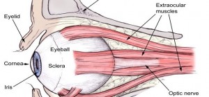 آموزش اصولی از نوع چشمی