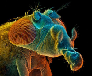 تعیین طول عمر با غدد چشایی