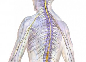 توسعه درمان جدید برای بازسازی اعصاب آسیب دیده