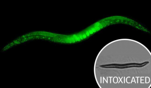 درمان اعتیاد به الکل با کرم