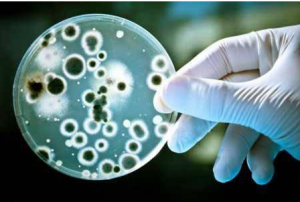 شناسایی دو باکتری دهانی برای تشخیص سرطان لوزالمعده