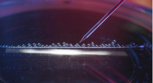 موفقیت بی سابقه دانشمندان در شبیه‌سازی سلول‌های انسانی بالغ!