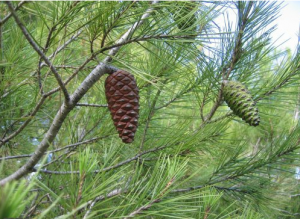 میکروب‌زدایی از آب با شاخه درخت کاج!