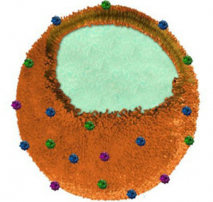 نانواسفنجی دارویی برای حذف عفونت از بدن