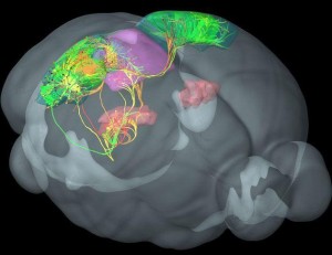 کشف یک حوزه جدید مغزی